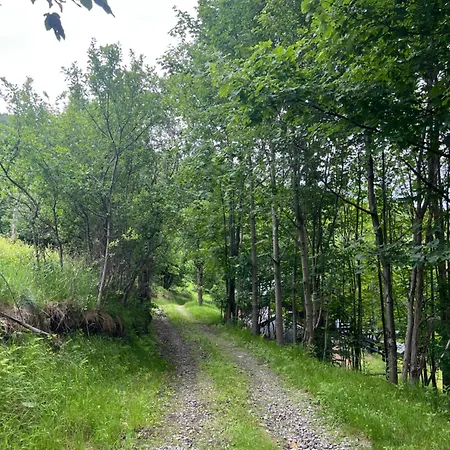 Na Grzybowej - W Lesie, W Gorach